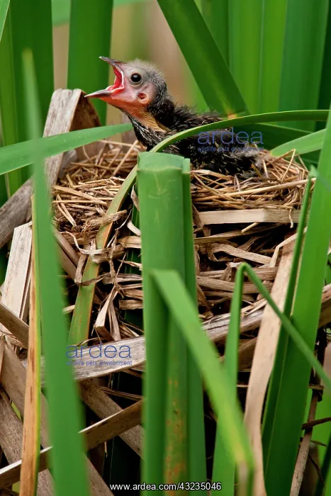 : Red Wing Black Bird feeding Young Agelaius : Red Wing Black Bird feeding Young Agelaius