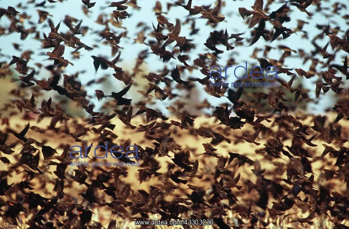 : RED-WING BLACKBIRD FLOCK - in flight : RED-WING BLACKBIRD FLOCK - in flight