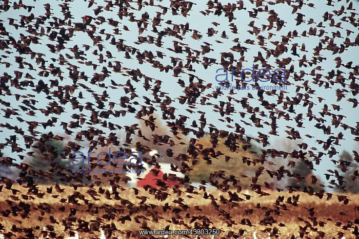 : RED-WING BLACKBIRD FLOCK - in flight : RED-WING BLACKBIRD FLOCK - in flight