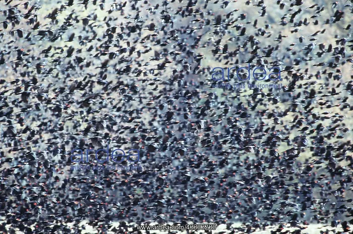 : RED-WING BLACKBIRD & GRACKLES - in flight : RED-WING BLACKBIRD & GRACKLES - in flight