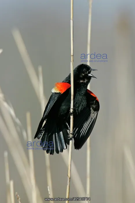 : Red-winged Blackbird : Red-winged Blackbird