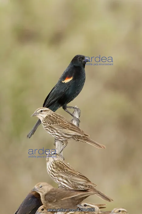 : Red-winged Blackbird : Red-winged Blackbird