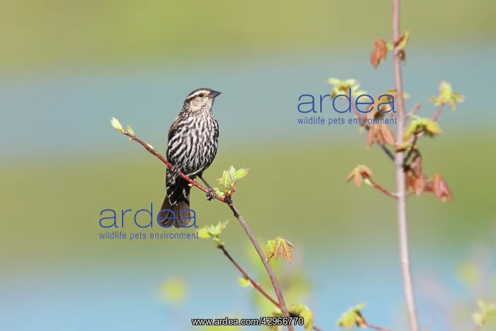 : Red-winged Blackbird : Red-winged Blackbird