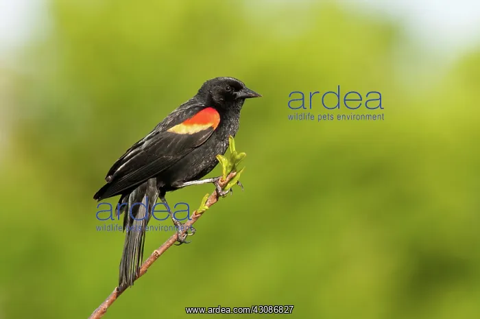 : Red-winged Blackbird : Red-winged Blackbird