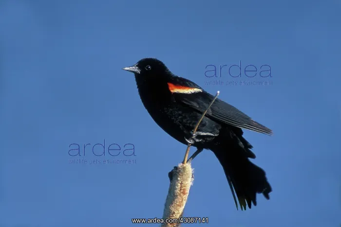 : Red-winged Blackbird : Red-winged Blackbird