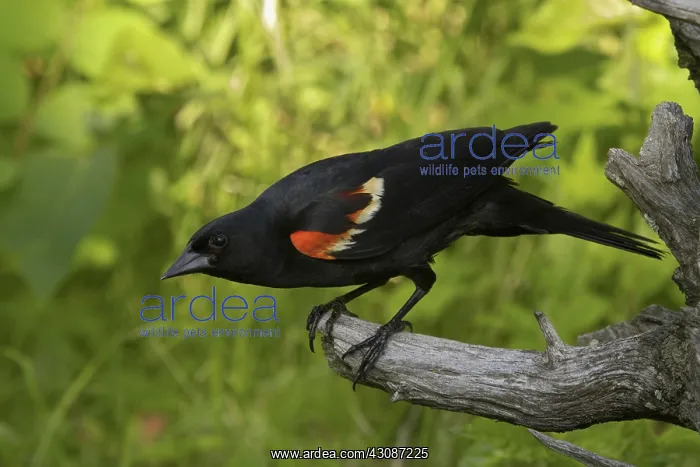 : Red-winged Blackbird : Red-winged Blackbird