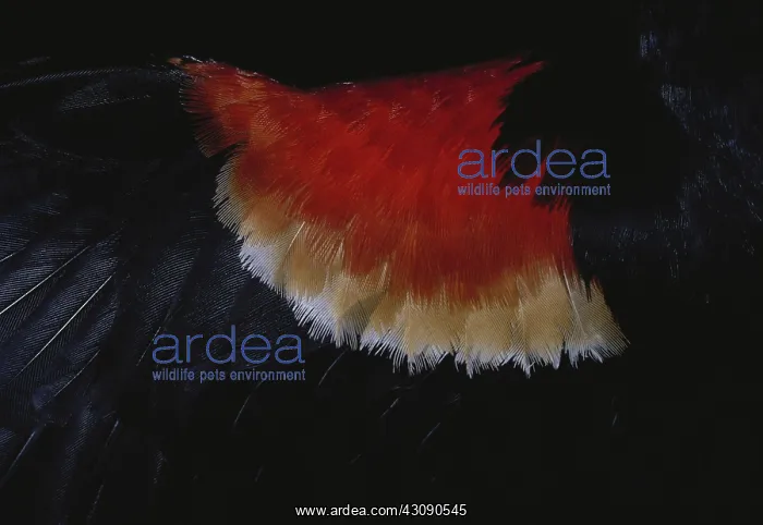 : Red-winged Blackbird : Red-winged Blackbird