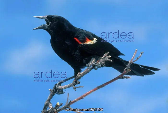 : Red-winged Blackbird : Red-winged Blackbird