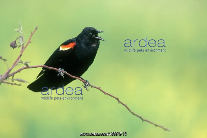 : Red-winged Blackbird : Red-winged Blackbird