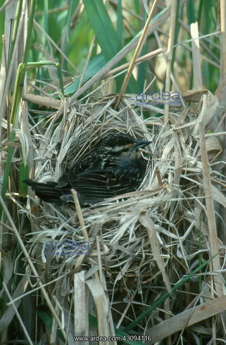 : Red-winged Blackbird : Red-winged Blackbird