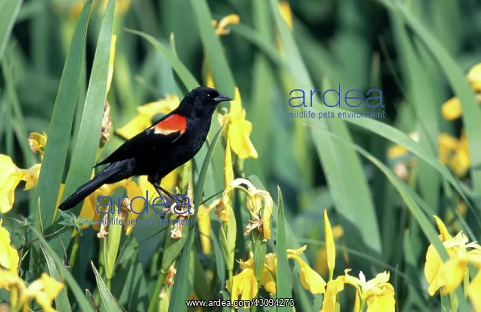 : Red-Winged Blackbird : Red-Winged Blackbird