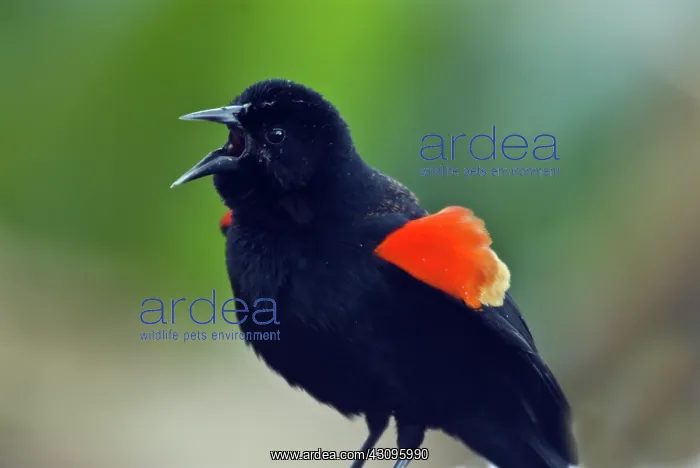 : Red Winged Blackbird : Red Winged Blackbird