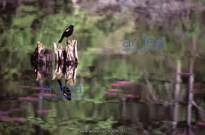 : Red-Winged Blackbird : Red-Winged Blackbird