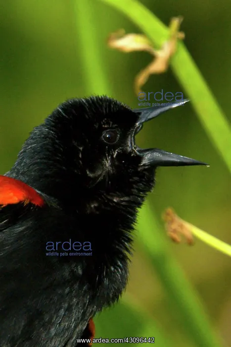 : Red-winged Blackbird : Red-winged Blackbird