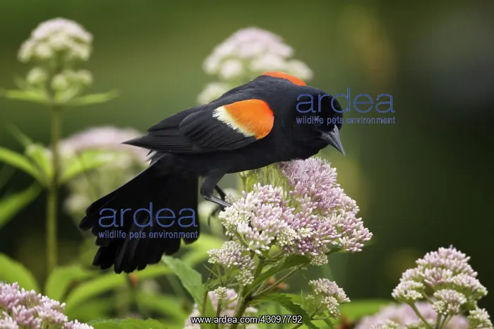 : Red-Winged Blackbird : Red-Winged Blackbird