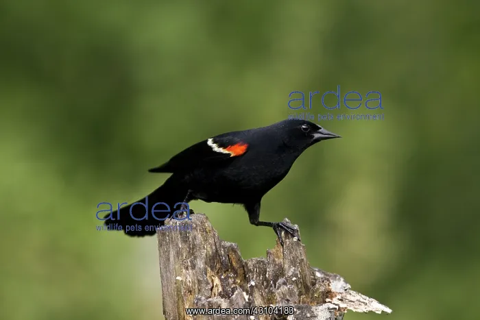 : Red-Winged Blackbird : Red-Winged Blackbird