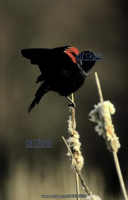 : Red-winged Blackbird : Red-winged Blackbird