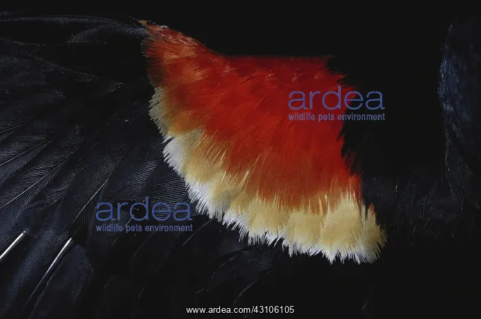 : Red-winged Blackbird : Red-winged Blackbird