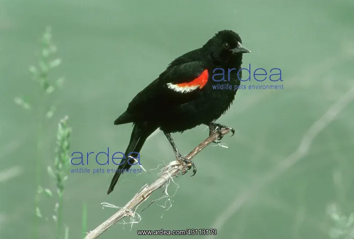 : Red-winged Blackbird : Red-winged Blackbird