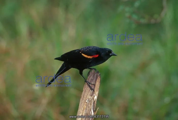  : Red-winged Blackbird