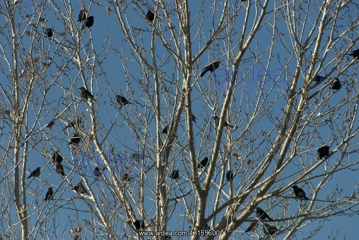: Red-Winged Blackbird : Red-Winged Blackbird