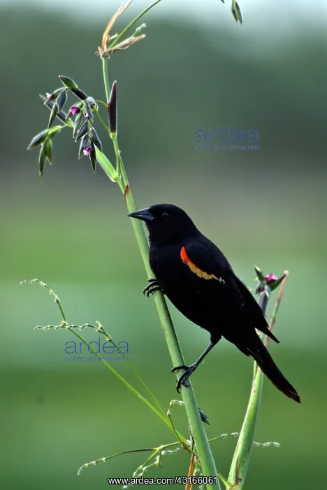: Red-winged Blackbird : Red-winged Blackbird