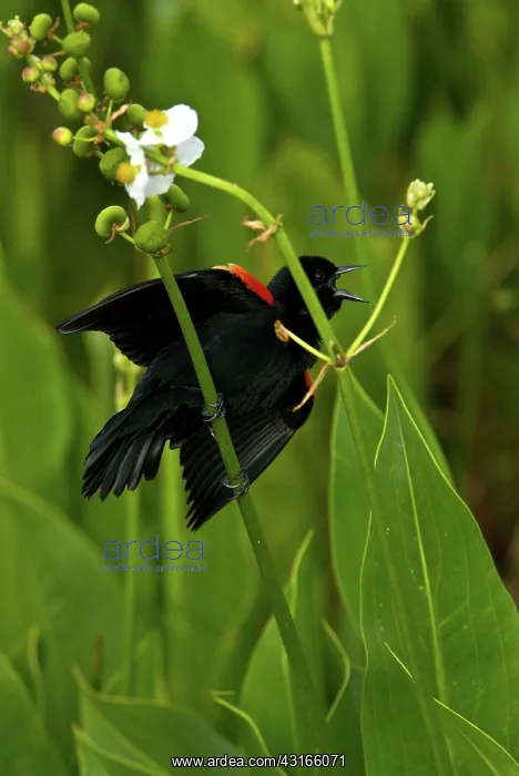 : Red-winged Blackbird : Red-winged Blackbird