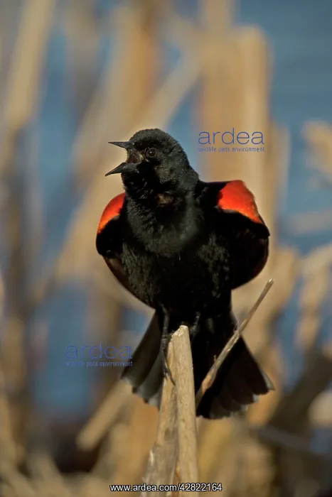 : Red-winged Blackbird - adult male performing courtship : Red-winged Blackbird - adult male performing courtship