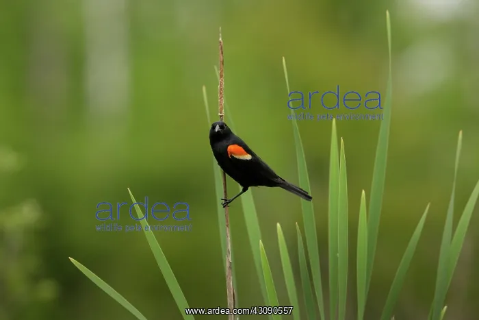: Red-winged Blackbird (Agelaius phoeniceus) : Red-winged Blackbird (Agelaius phoeniceus)