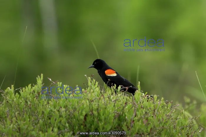 : Red-winged Blackbird (Agelaius phoeniceus) : Red-winged Blackbird (Agelaius phoeniceus)
