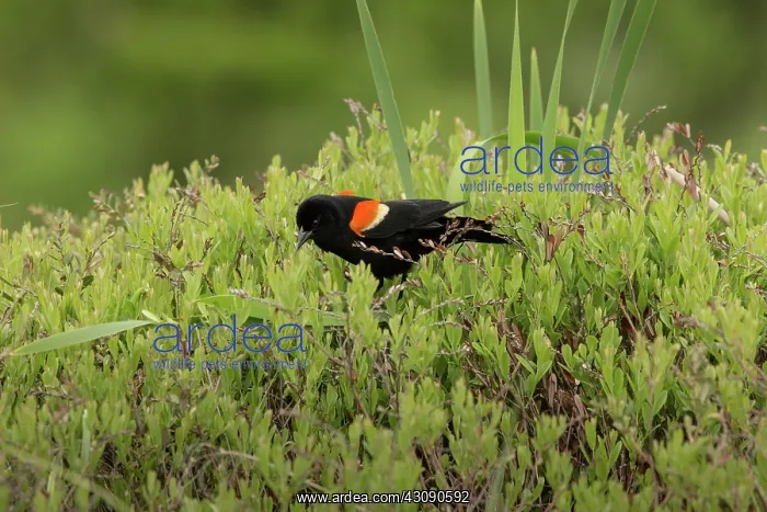 : Red-winged Blackbird (Agelaius phoeniceus) : Red-winged Blackbird (Agelaius phoeniceus)
