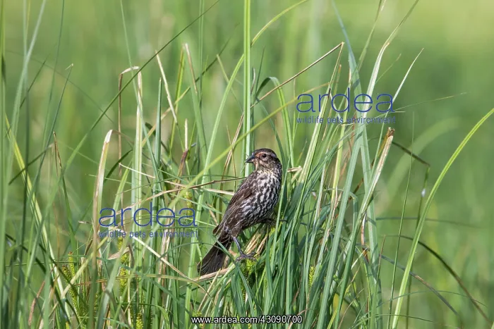 : Red-winged Blackbird (Agelaius phoeniceus) : Red-winged Blackbird (Agelaius phoeniceus)