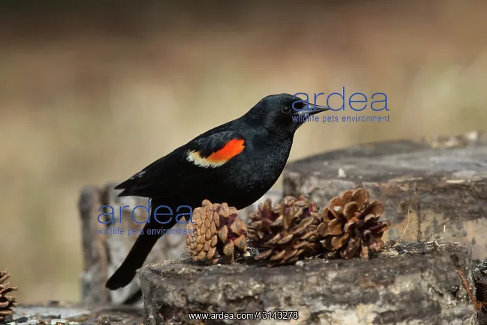 : Red-winged Blackbird (Agelaius phoeniceus) : Red-winged Blackbird (Agelaius phoeniceus)