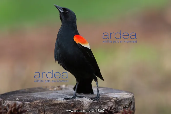 : Red-winged Blackbird (Agelaius phoeniceus) : Red-winged Blackbird (Agelaius phoeniceus)