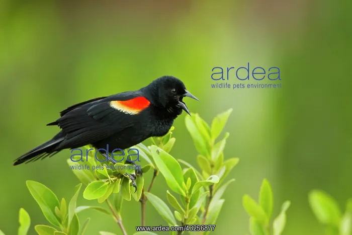 : Red-winged Blackbird (Agelaius phoeniceus) : Red-winged Blackbird (Agelaius phoeniceus)