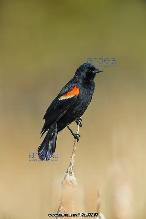 : Red-winged Blackbird Agelaius phoeniceus Perched in Ca : Red-winged Blackbird Agelaius phoeniceus Perched in Ca