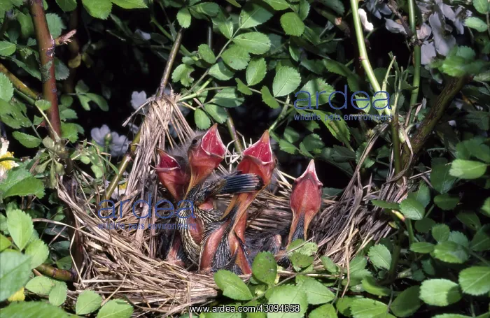 : Red-winged Blackbird chicks : Red-winged Blackbird chicks