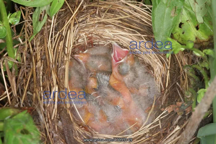 : Red-winged Blackbird Chicks : Red-winged Blackbird Chicks