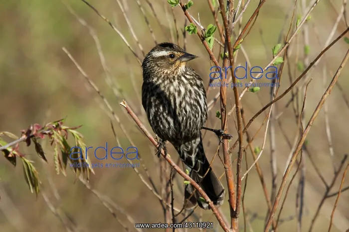 : Red-winged Blackbird Female : Red-winged Blackbird Female