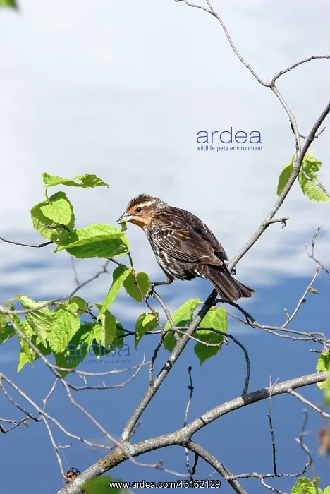: Red-winged Blackbird, female : Red-winged Blackbird, female