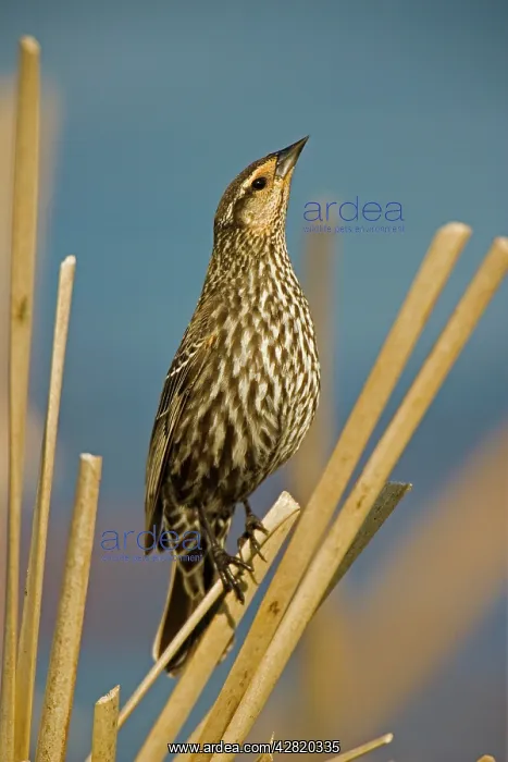 : Red-winged Blackbird - Female perched on reed : Red-winged Blackbird - Female perched on reed