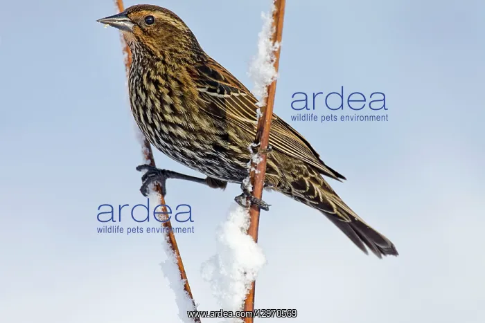 : Red-winged Blackbird - female in snow - February : Red-winged Blackbird - female in snow - February