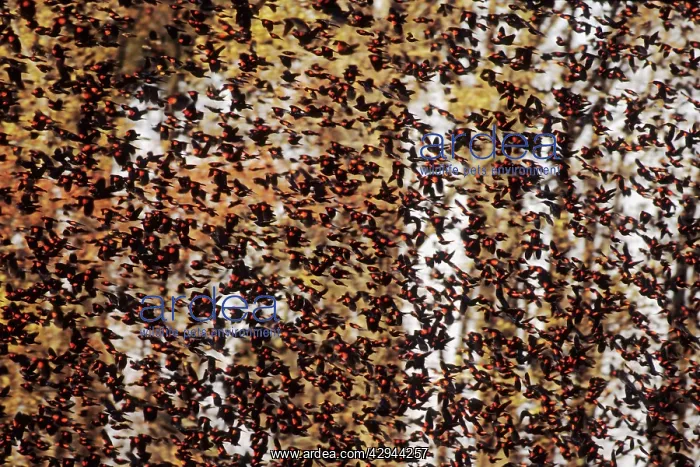 : Red-winged Blackbird - flock in fall : Red-winged Blackbird - flock in fall