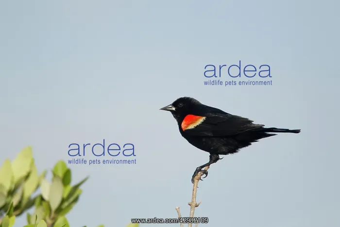 : Red-winged Blackbird - male : Red-winged Blackbird - male
