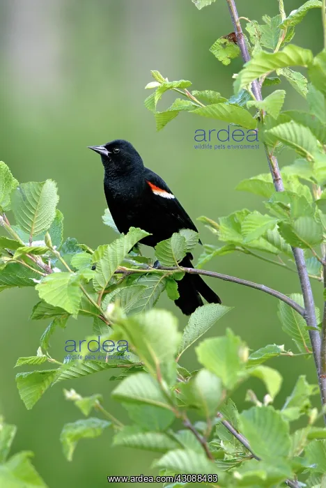 : Red-winged Blackbird, male : Red-winged Blackbird, male