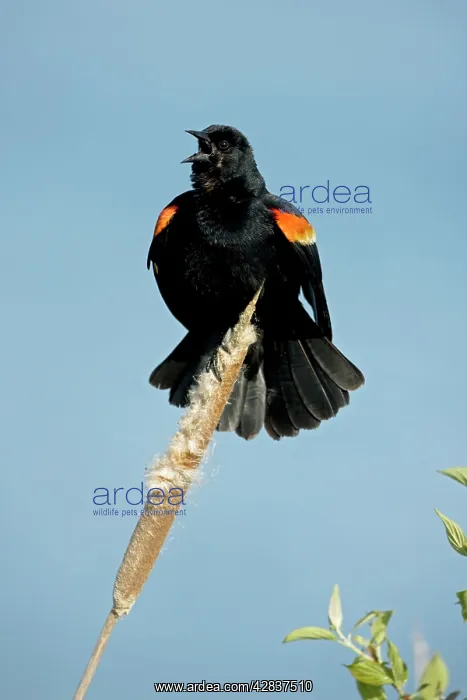 : Red-winged Blackbird - Male calling : Red-winged Blackbird - Male calling
