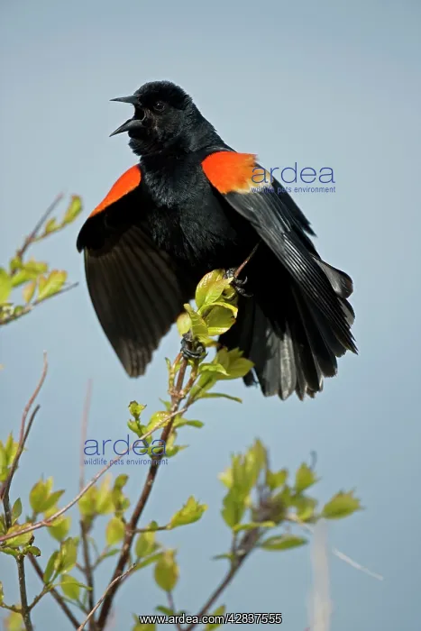 : Red-winged Blackbird - Male calling : Red-winged Blackbird - Male calling