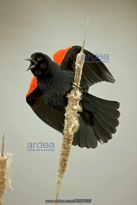 : Red-winged Blackbird - Male calling : Red-winged Blackbird - Male calling