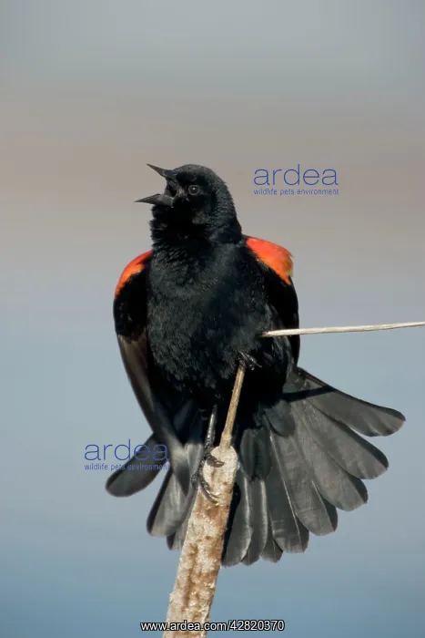: Red-winged Blackbird - Male courtship display : Red-winged Blackbird - Male courtship display