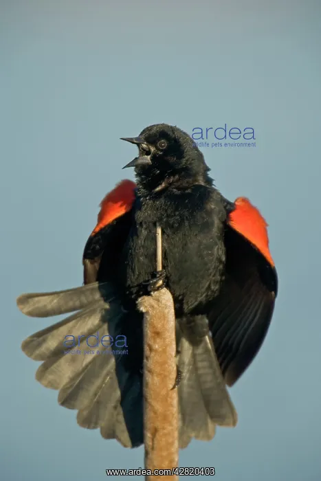 : Red-winged Blackbird - Male courtship display : Red-winged Blackbird - Male courtship display